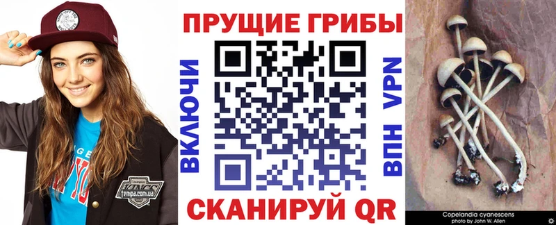 мориарти какой сайт  Дагестанские Огни  Галлюциногенные грибы мицелий  OMG как зайти 
